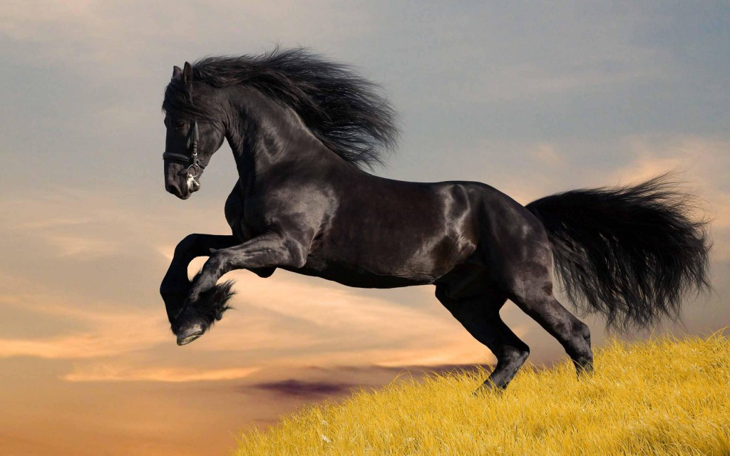 cavalo-1024x640