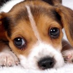 Nova lei em Minas Gerais para abandono e maus tratos de animais gera multa de até R$ 3 mil