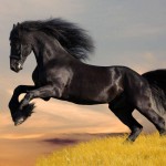 A Lição do Cavalo